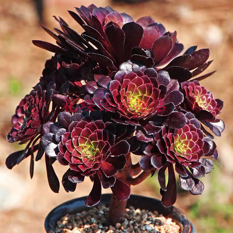 多肉植物黑铜壶法师一物一拍美杜莎手捧花黑铜壶多头木质化老桩