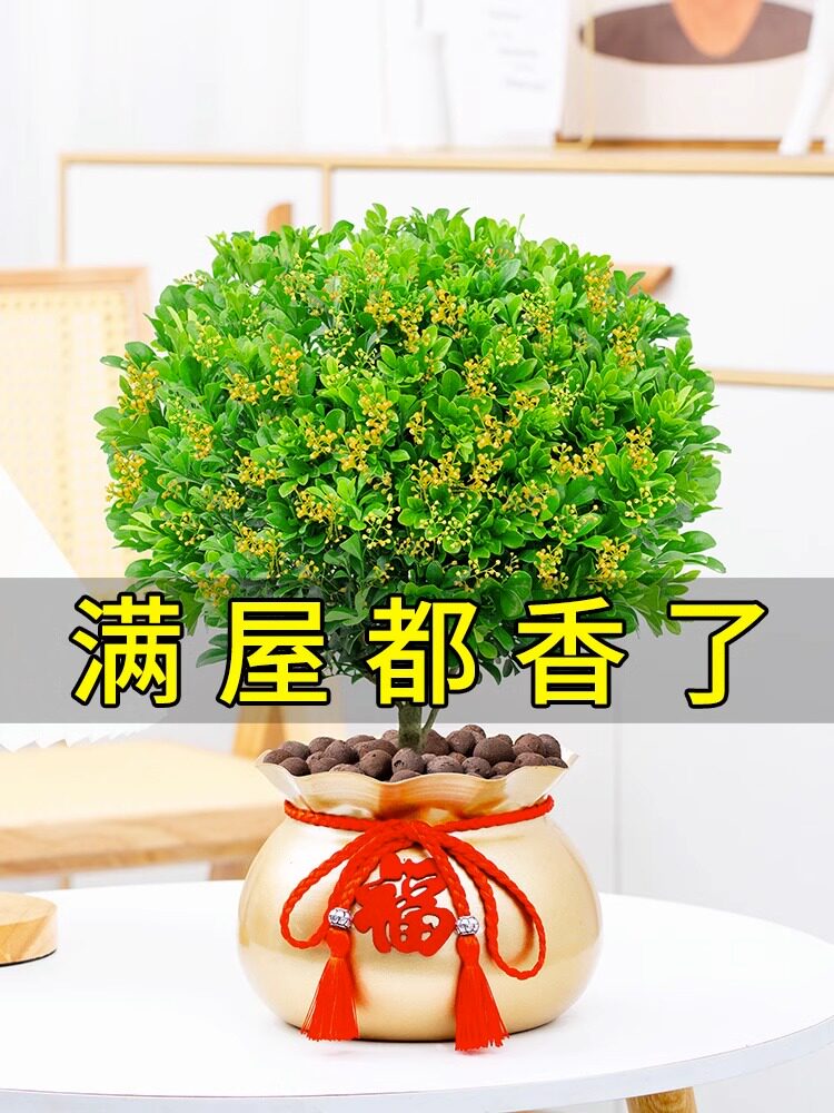 米兰花盆栽花卉植物室内