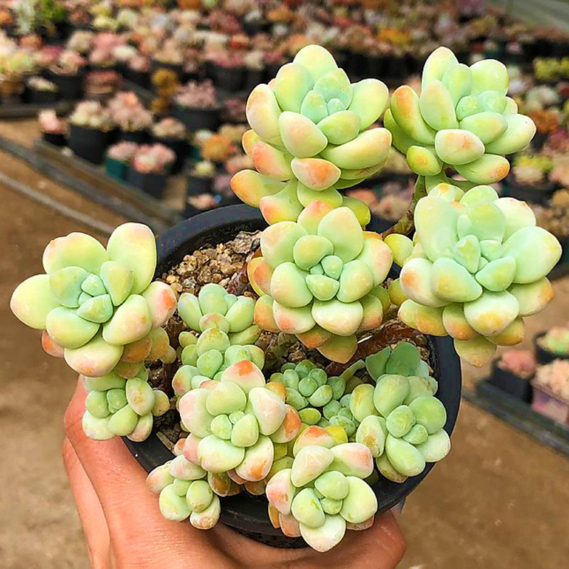 多肉果冻粉多头天使之泪老桩网红多肉稀有罕见植物室内花卉