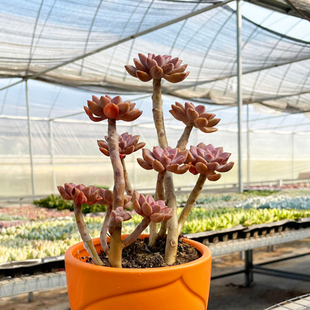 阿培伦老桩多肉植物盆栽筒叶华月玉树圆形叶子趣味小绿植