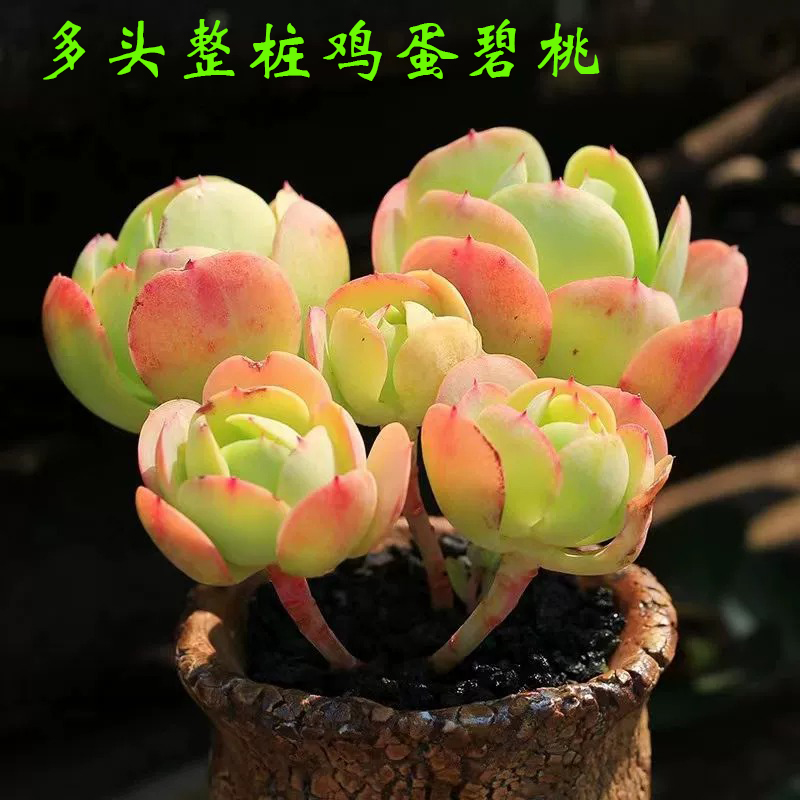 绿植萌肉易群生鸡蛋碧桃