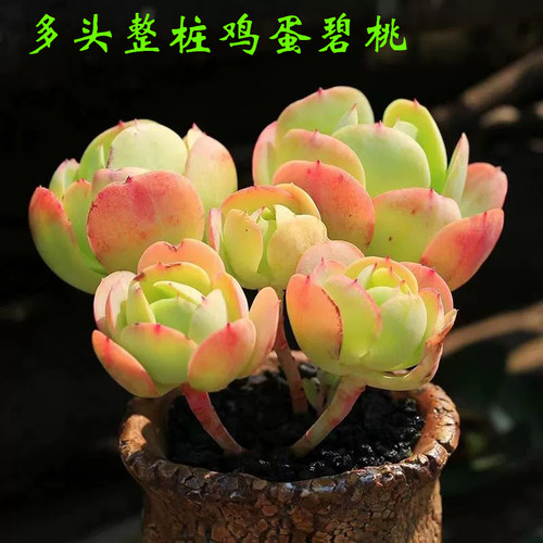 绿植萌肉易群生鸡蛋碧桃