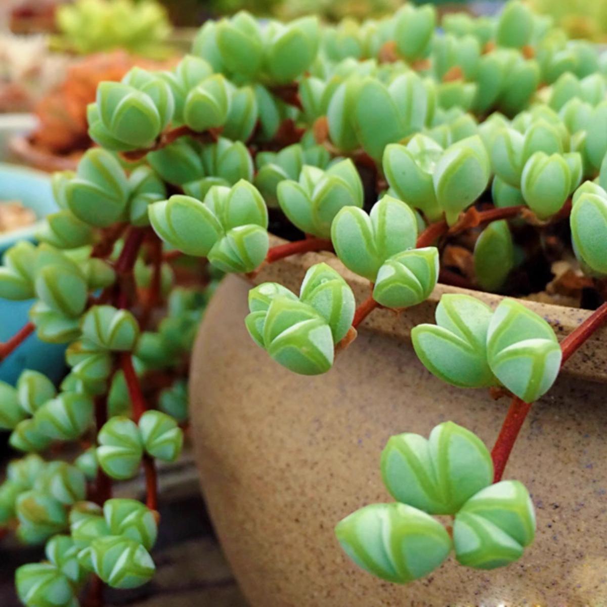 碧鱼莲多头碧玉莲多肉植物盆栽鹿角海棠办公桌肉肉绿植花卉植物