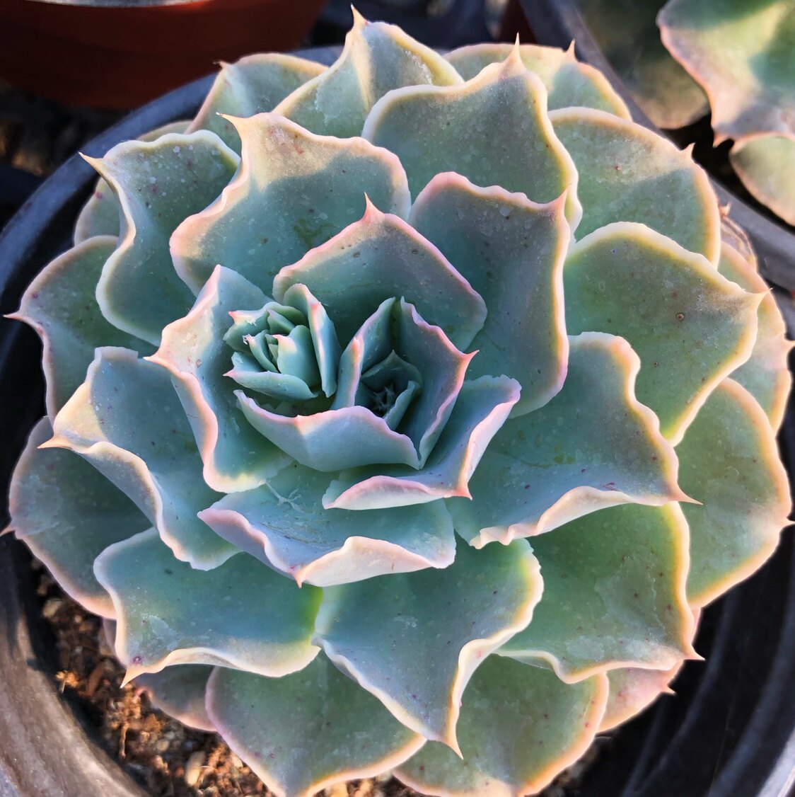 原始晨光皱叶多肉植物办公室内阳台多肉小盆栽超萌肉肉新手好养