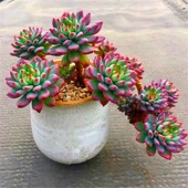 蓝苹果多肉老桩悬崖桩清棚多头大株老桩夏季 超大植物血斑肉嘟嘟