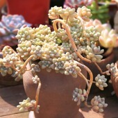 丸叶姬秋丽老桩悬崖桩大颗多肉植物阳台庭院好养好繁殖