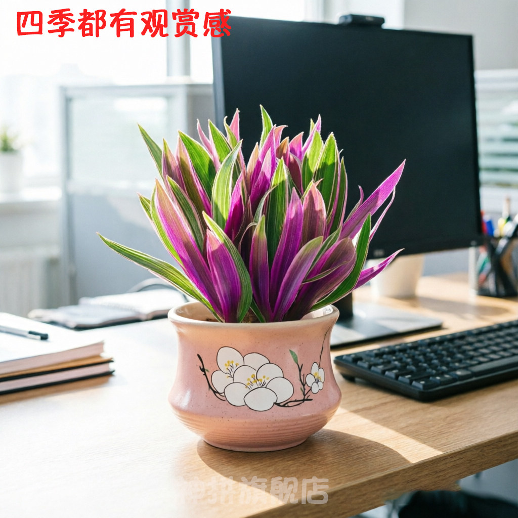 太阳花锦 垂吊超大多肉植物组合盆栽群生多头肉肉绿植花卉胭脂云