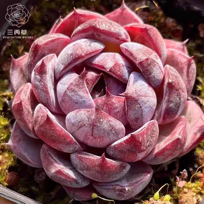 蓝莓多肉植物组合盆栽肉肉新手办公室室内创意花卉绿植好养