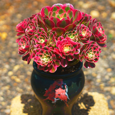 粉女巫法师锦多肉植物