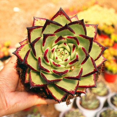 黑檀汁乌木多肉植物实生种