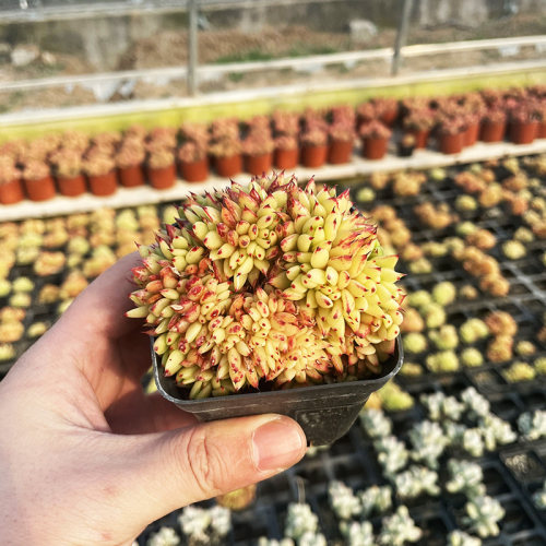 多肉植物虎鲸黄金玛利亚缀化稀有品种罕见贵货组合盆栽绿植花卉