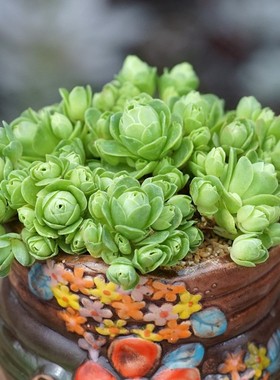 山地玫瑰多肉系列水蜜桃酒杯玫瑰肉肉小盆栽桃蛋粉耶罗室内绿植物