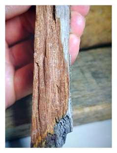 老海南黎母山沉水级沉香,牛肉干形态属于沉香糖结一种类奇楠肉