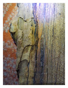 很多年前海南黎母山黎族收的沉香木头,香韵甜甜的,形状好看摆件