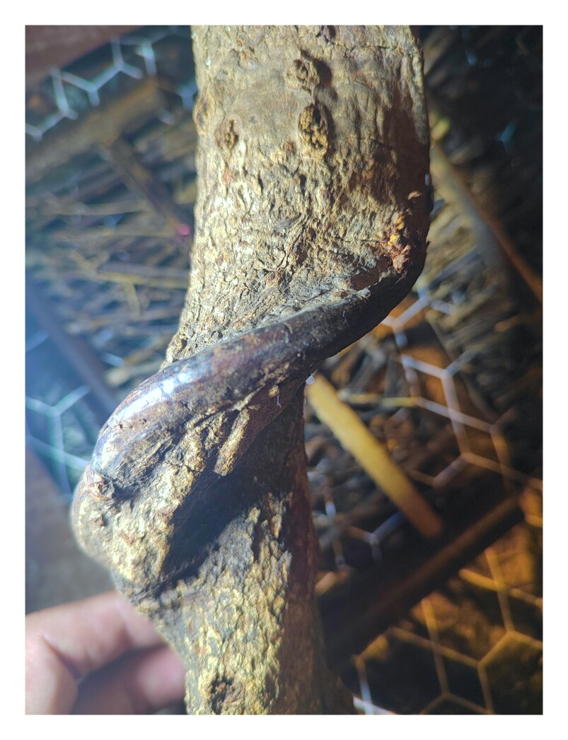 375克老奇楠沉香摆件，桂花香凉麻甜穿透力强，沉香特征明显