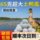 农村鸭蛋新鲜农家散养65g超大非海土鸭青壳生鸭子蛋30枚整箱批发