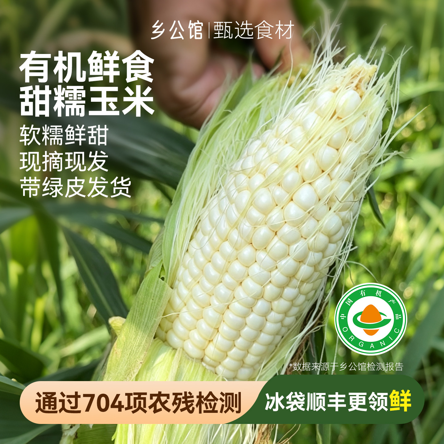 乡公馆有机甜糯玉米新鲜现摘图片