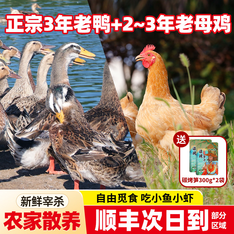乡公馆鸭子正宗皖南农村现杀老麻鸭老母鸡整只新鲜土麻鸭农家散养