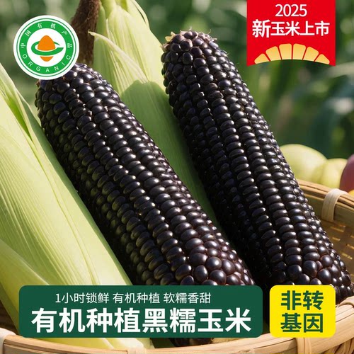 内蒙古有机黑糯玉米鲜早餐