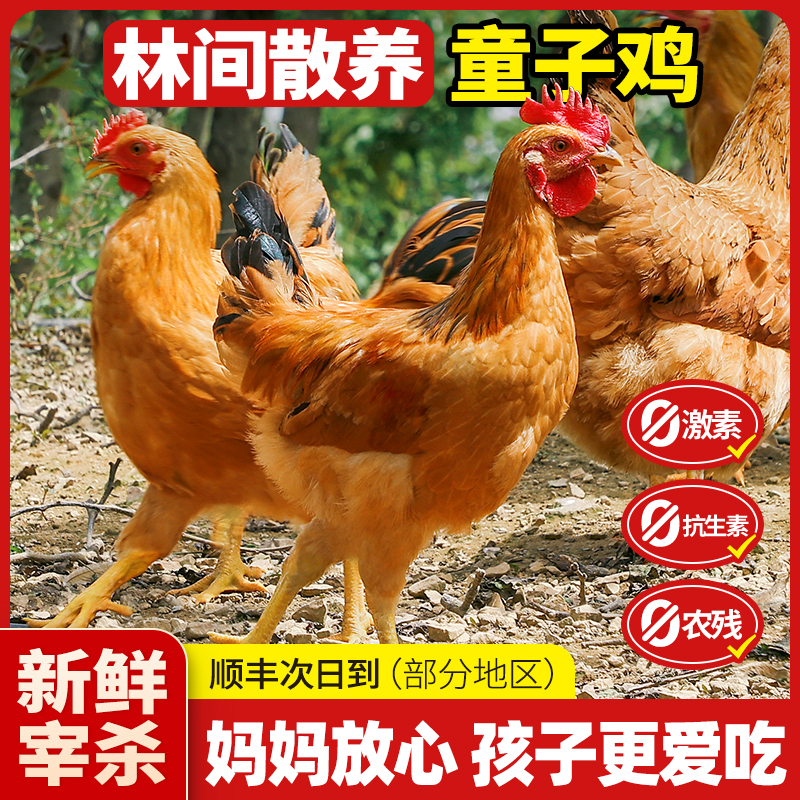 童子鸡土鸡新鲜现杀整只小公鸡