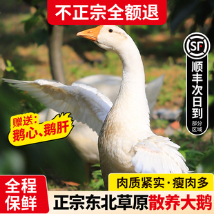 东北大鹅整只鹅肉新鲜大鹅草原散养鹅肉生鲜狮头鹅土鹅铁锅炖大鹅
