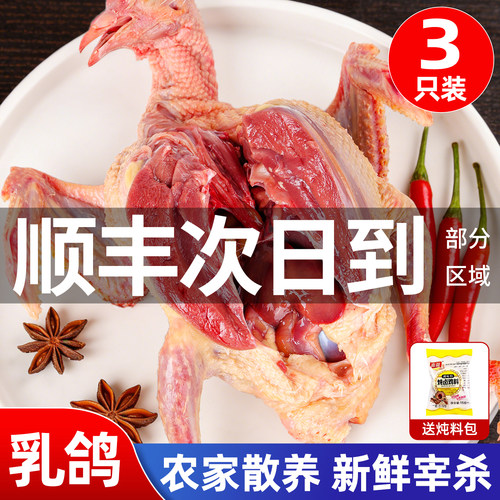 【顺丰速发】农家散养土鸽老鸽子