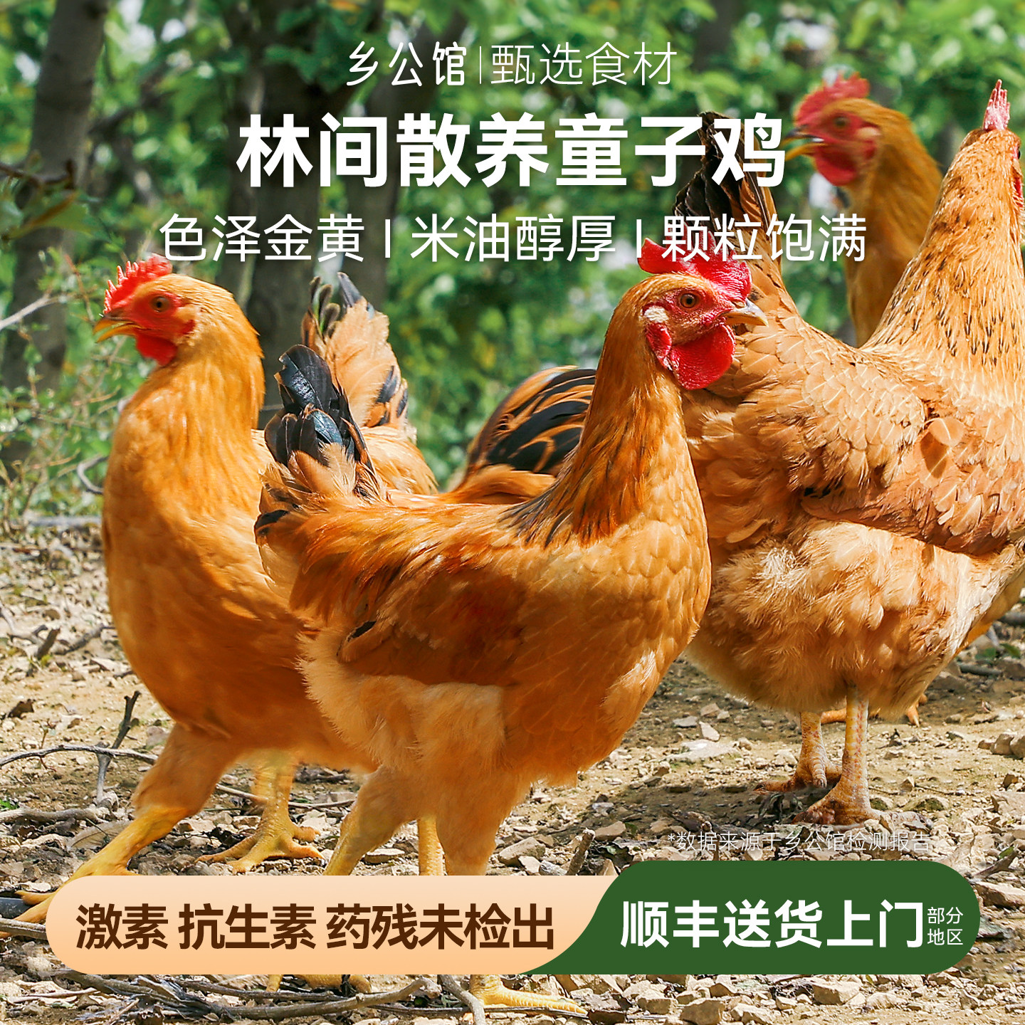 童子鸡土鸡新鲜现杀整只小公鸡