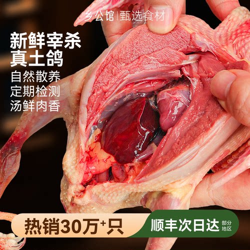 【顺丰次日到】精选散养土乳鸽