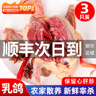 鸽子新鲜现杀5年土鸽子农家散养鸽子肉炖煲汤鲜活乳鸽生鲜老鸽子