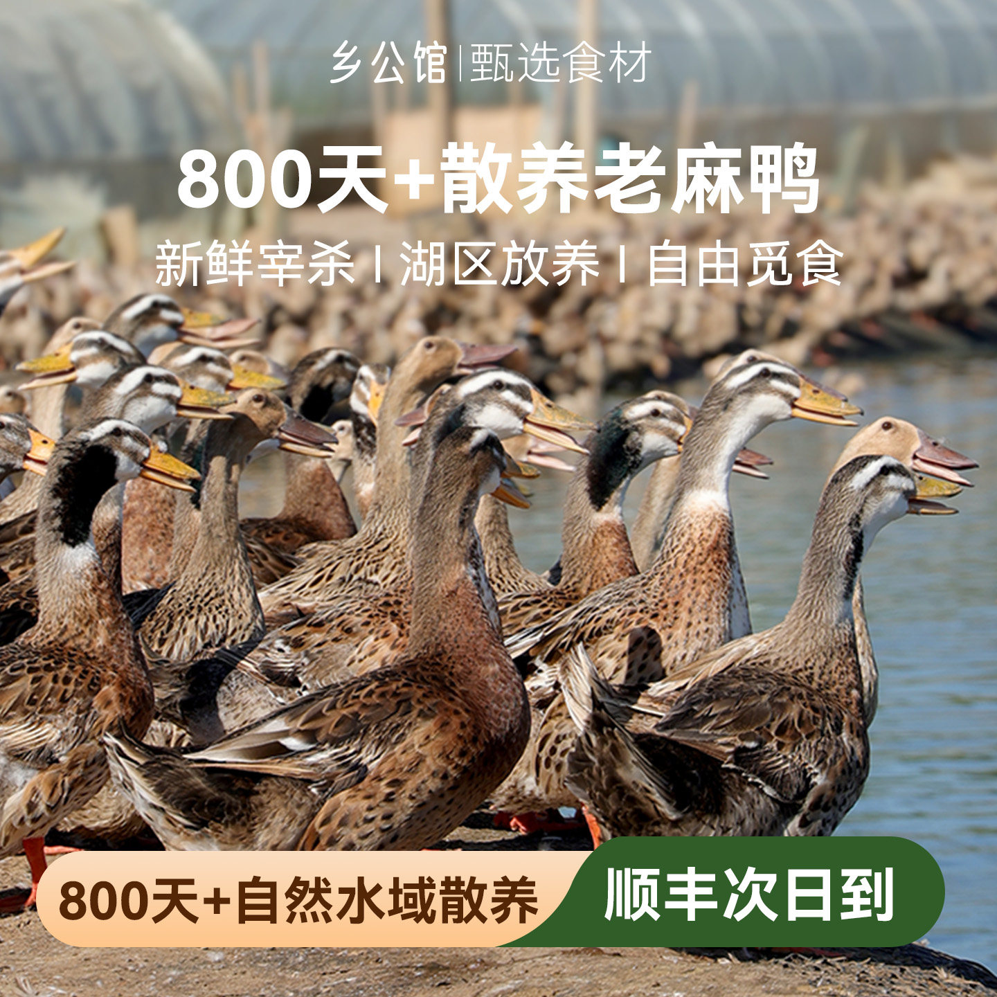3年老鸭现杀老麻鸭农村水鸭土鸭子农家散养整只鸭肉新鲜鸭子生鲜 - 实物图