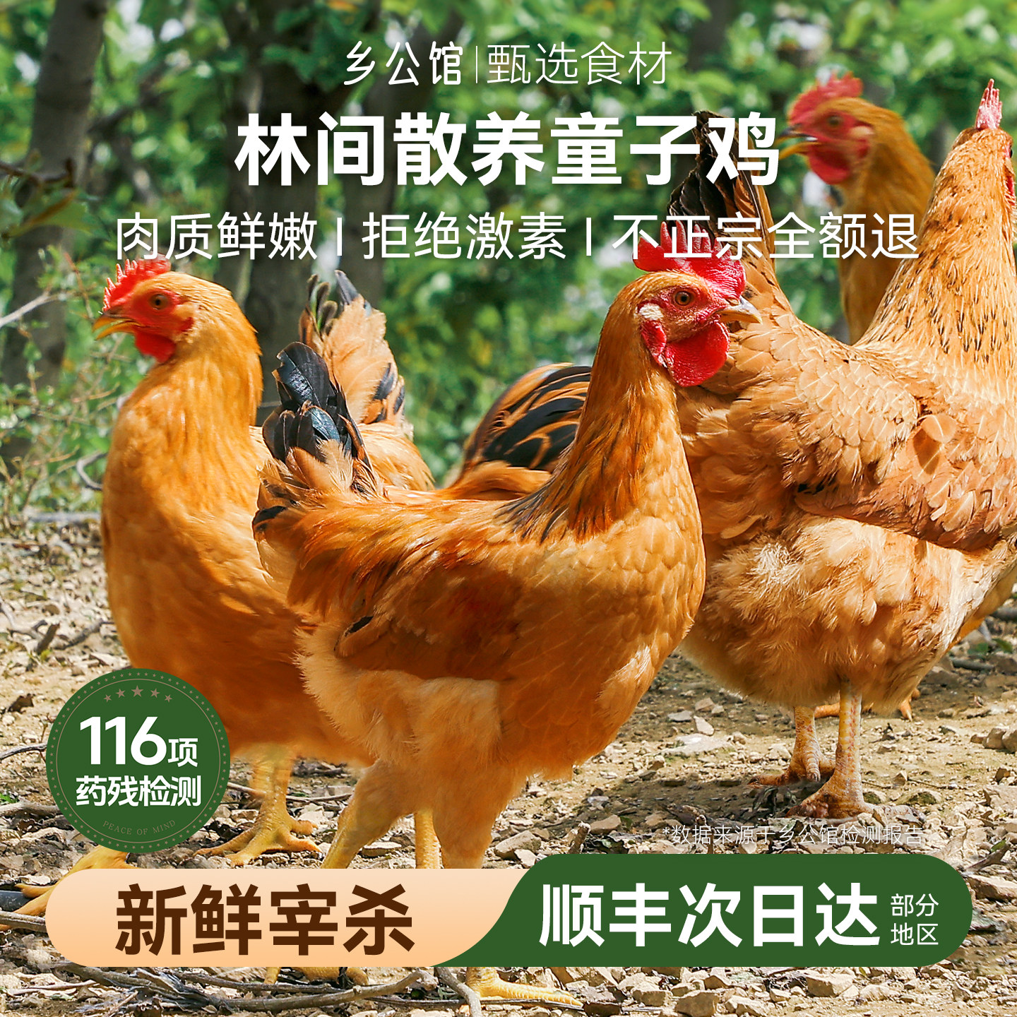 童子鸡土鸡新鲜现杀整只小公鸡