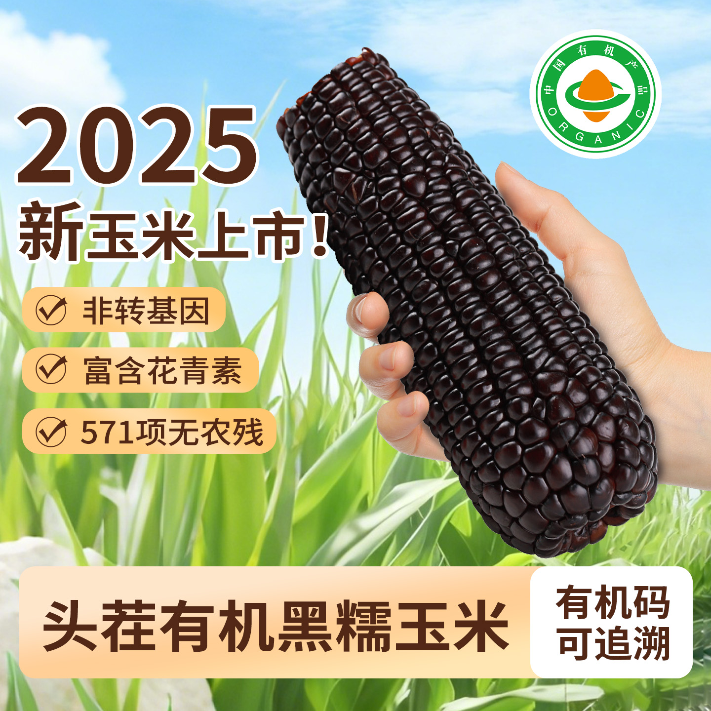 内蒙古有机黑糯玉米真空锁鲜