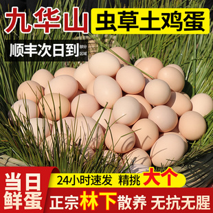 乡公馆九华山土鸡蛋新鲜正宗农家散养笨鸡蛋草鸡蛋农村无抗柴鸡蛋