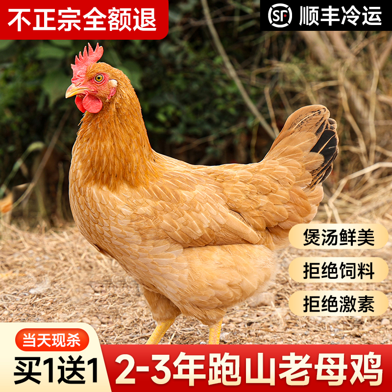 正宗农家散养安徽土鸡