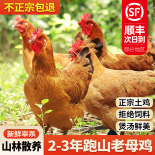 老母鸡土鸡整只农家散养走地鸡新鲜现杀跑山鸡鸡肉新鲜童子鸡公鸡