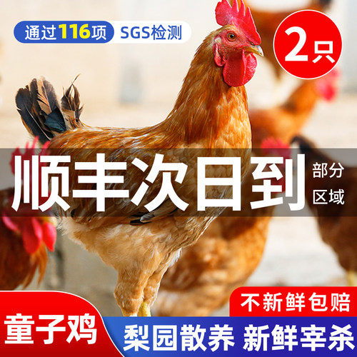 童子鸡小公鸡正宗农家散养土鸡