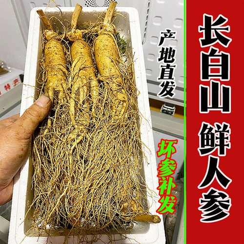鲜人参500克泡酒大个带土鲜新鲜