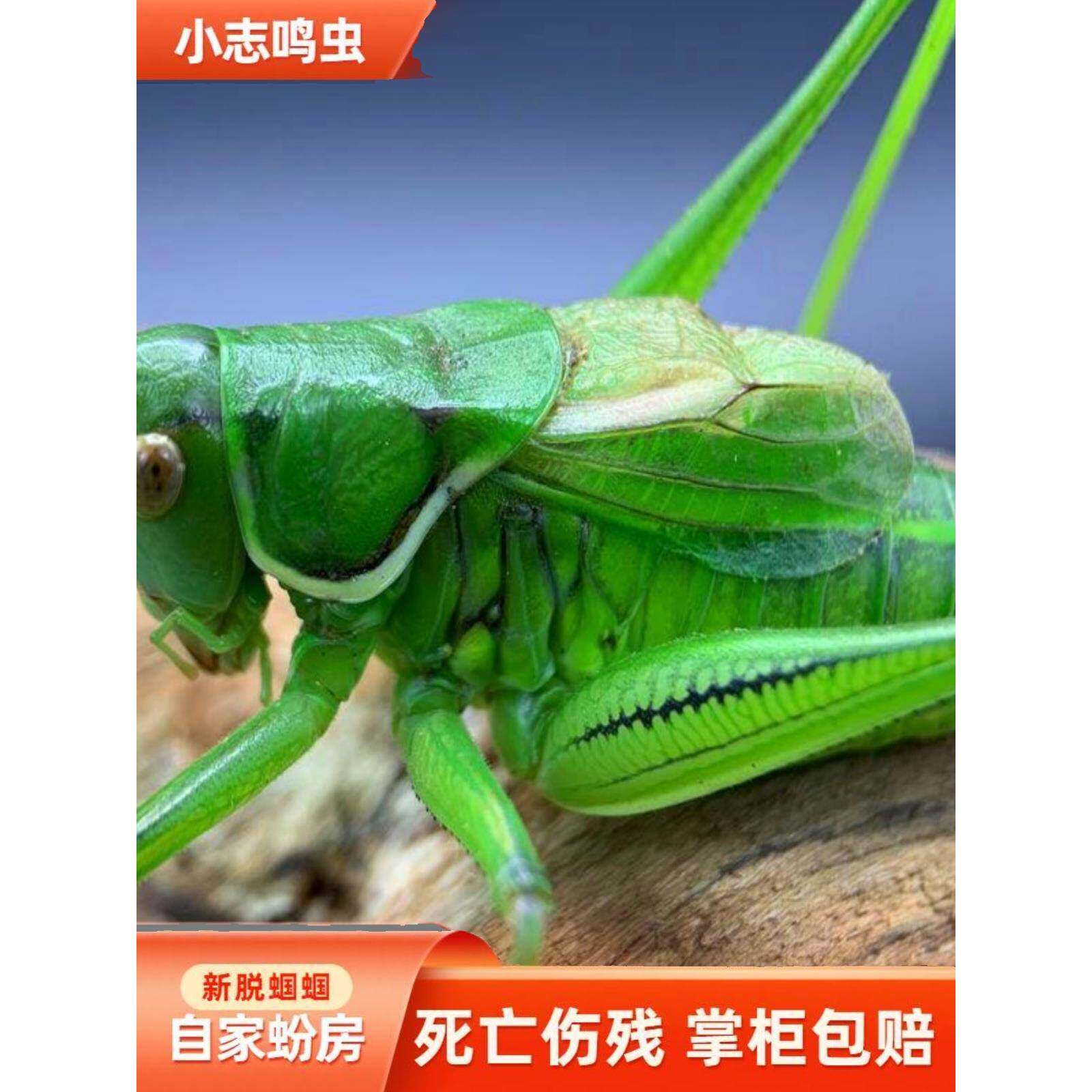 蝈蝈活鸣虫平谷冬蝈蝈山青蝈蝈铁皮蝈蝈新脱蝈蝈点药翡翠葫芦叫罐