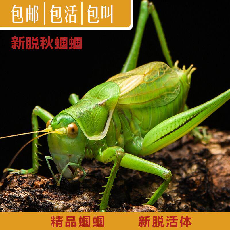 蝈蝈活鸣虫平谷冬蝈蝈山青蝈蝈铁皮蝈蝈新脱蝈蝈点药翡翠葫芦叫罐