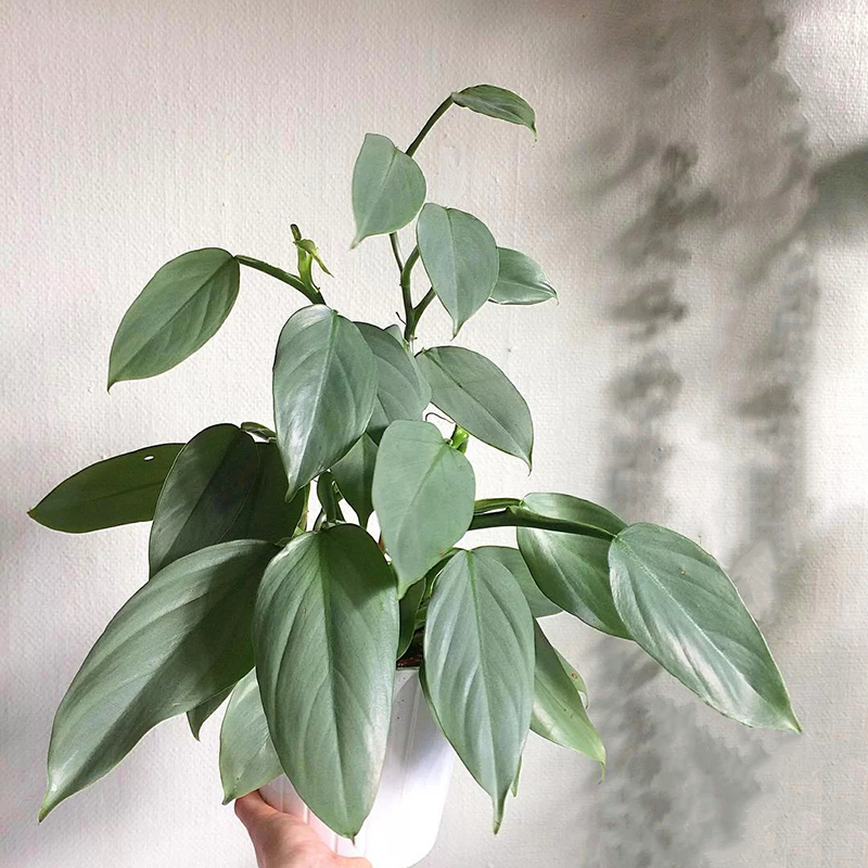 银叶蔓绿绒 哈斯塔姆 银剑蔓绿绒 金属银叶 ins网红绿植盆栽耐阴