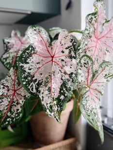 彩叶芋盆栽种球网红绿植白色恋人室内芋类植物花卉粉色阳台好养活