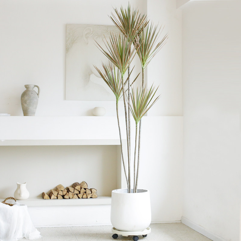 七彩千年木大型盆栽马尾铁造型绿植办公室内客厅阳台净化空气植物