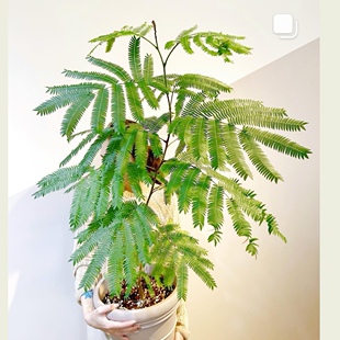 密叶猴耳环含羞树小豆树害羞猴子鸡髯豆Cojoba arborea网红室内树