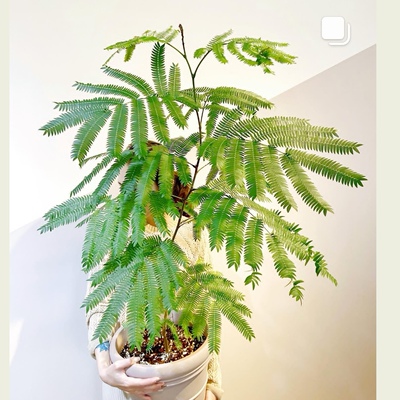 密叶猴耳环含羞树小豆树害羞猴子鸡髯豆Cojoba arborea网红室内树
