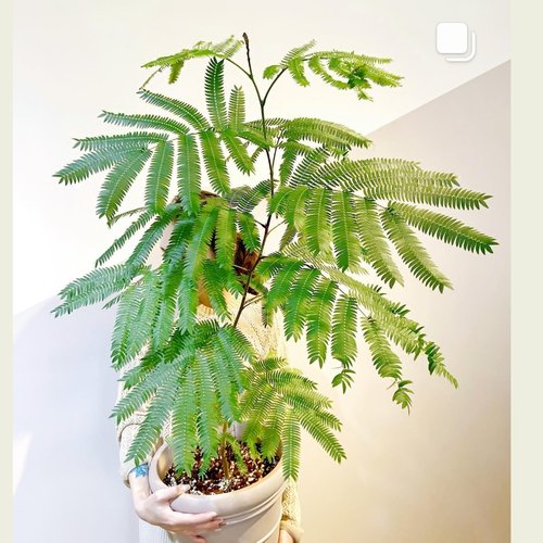 密叶猴耳环含羞树小豆树害羞猴子鸡髯豆Cojoba arborea网红室内树