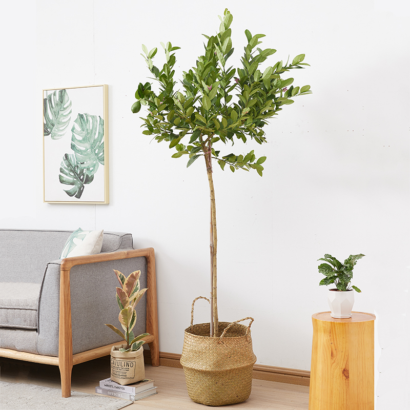 网红香水柠檬树盆栽带果高杆大厅