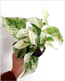 快乐叶子Happy leaf锦叶油画绿萝荷兰原盆进口苗ins网红绿植盆栽