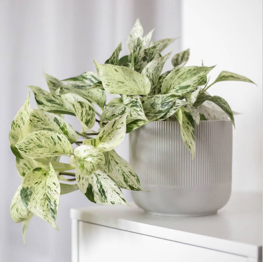 稀有品种大理石皇后油画绿萝荷兰进口绿植室内观叶植物盆栽好养活