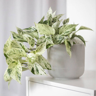 稀有品种大理石皇后油画绿萝荷兰进口绿植室内观叶植物盆栽好养活