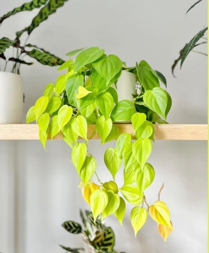 绿植柠檬汁心形热带网红爬藤植物